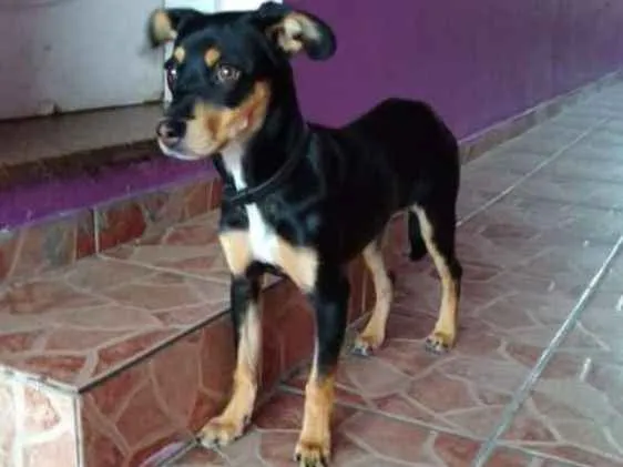 Cachorro ra a SRD-ViraLata idade 2 a 6 meses nome Sem nome