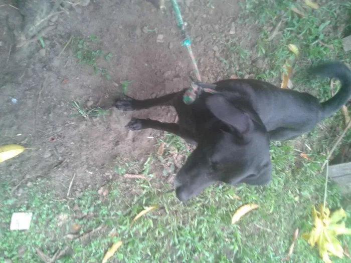 Cachorro ra a vira-lata idade 2 anos nome Batman