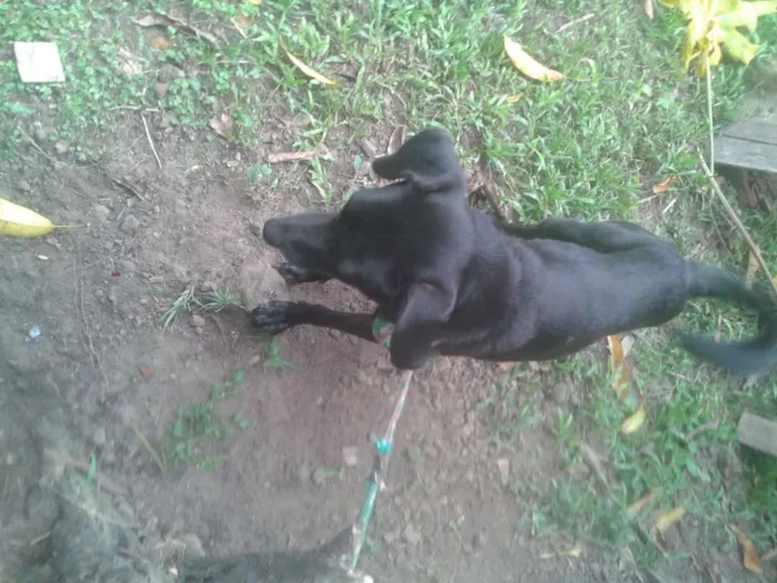 Cachorro ra a vira-lata idade 2 anos nome Batman