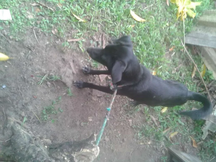 Cachorro ra a vira-lata idade 2 anos nome Batman