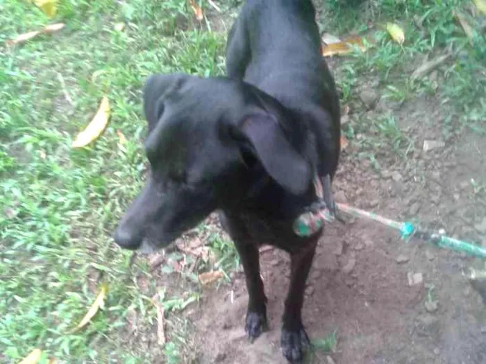 Cachorro ra a vira-lata idade 2 anos nome Batman