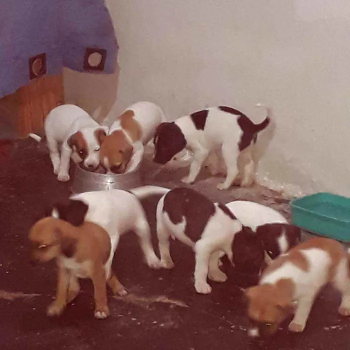 Cachorro ra a  idade 2 a 6 meses nome Filhotinhos 