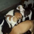 Filhotinhos 