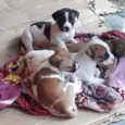 Filhotinhos 