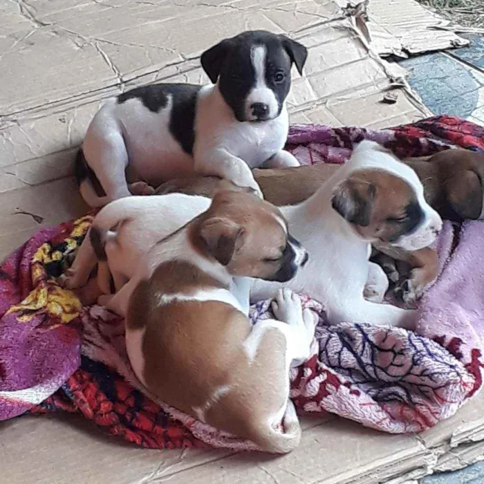 Cachorro ra a  idade 2 a 6 meses nome Filhotinhos 