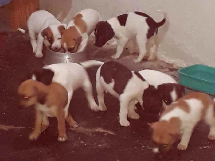 Cachorro ra a  idade 2 a 6 meses nome Filhotinhos 