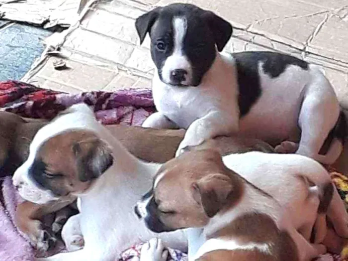 Cachorro ra a  idade 2 a 6 meses nome Filhotinhos 