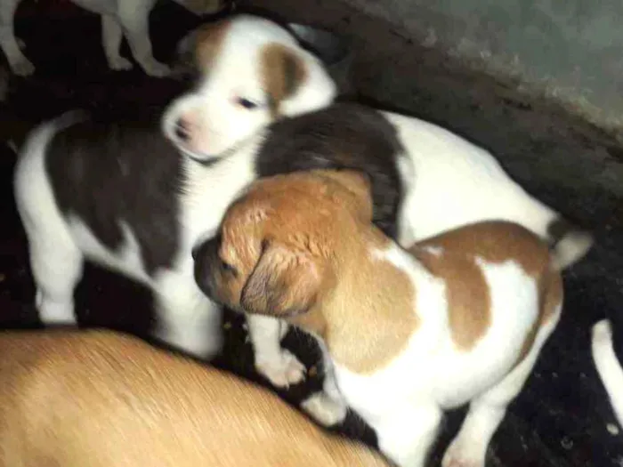 Cachorro ra a  idade 2 a 6 meses nome Filhotinhos 