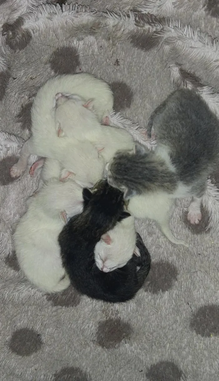Gato ra a  idade Abaixo de 2 meses nome Sem nome