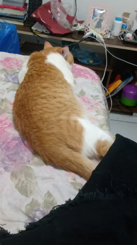 Gato ra a Não sei  idade 7 a 11 meses nome Simba