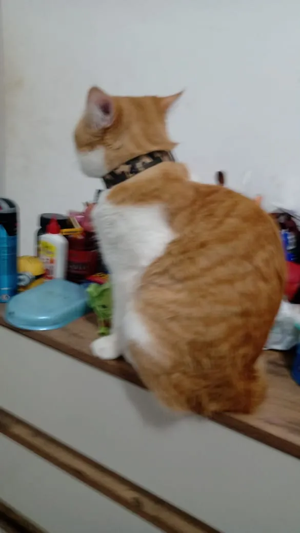 Gato ra a Não sei  idade 7 a 11 meses nome Simba