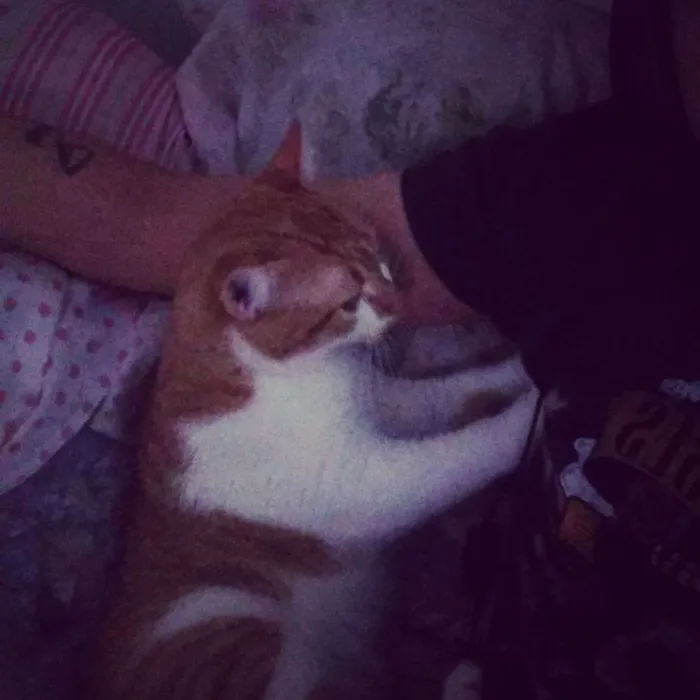 Gato ra a Não sei  idade 7 a 11 meses nome Simba