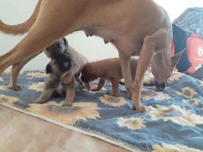 Cachorro ra a Sem raça definida  idade Abaixo de 2 meses nome Sem nome