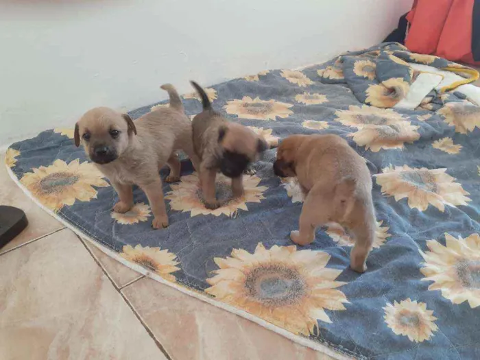 Cachorro ra a Sem raça definida  idade Abaixo de 2 meses nome Sem nome