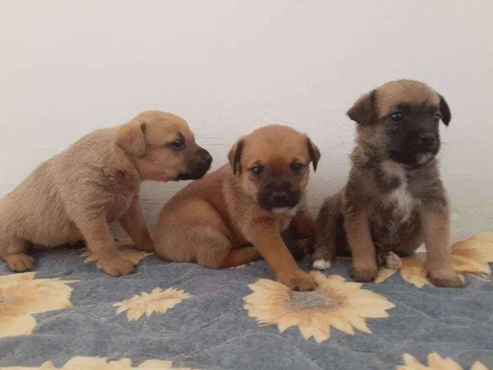 Cachorro ra a Sem raça definida  idade Abaixo de 2 meses nome Sem nome