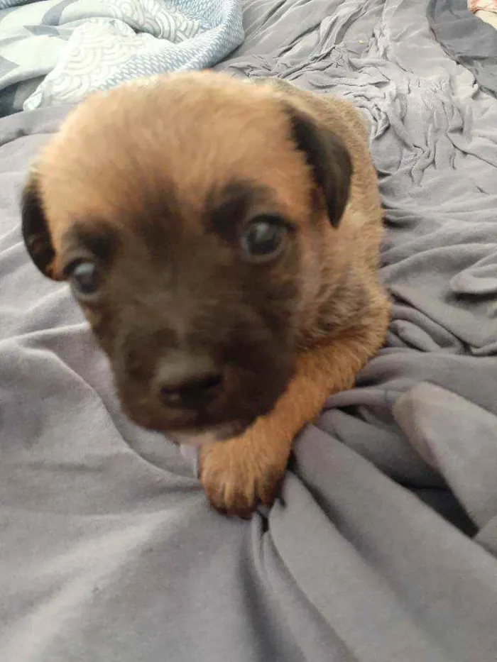 Cachorro ra a Sem raça definida  idade Abaixo de 2 meses nome Sem nome