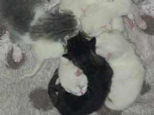 Gato raça  idade Abaixo de 2 meses nome Sem nome