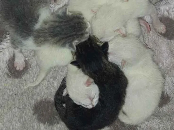 Gato ra a  idade Abaixo de 2 meses nome Sem nome