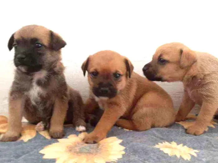 Cachorro ra a Sem raça definida  idade Abaixo de 2 meses nome Sem nome