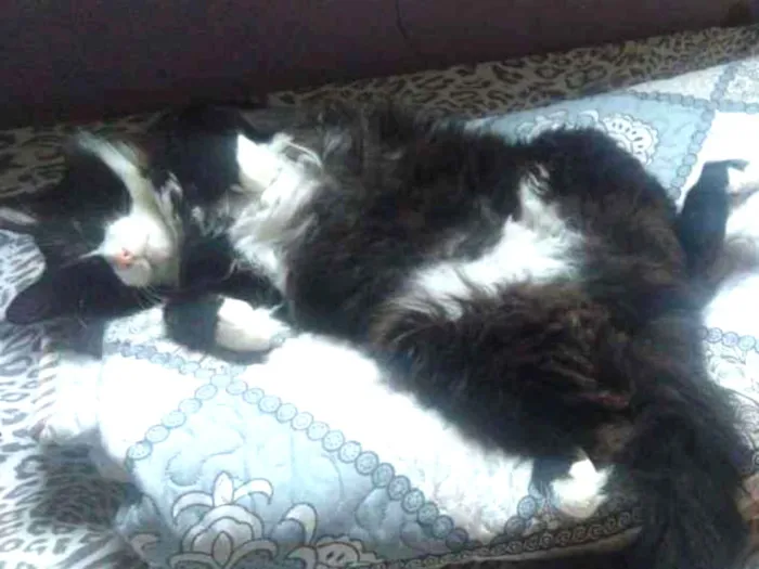 Gato raça SRD idade 6 ou mais anos nome Frajola