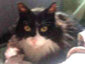 Gato raça SRD idade 6 ou mais anos nome Frajola
