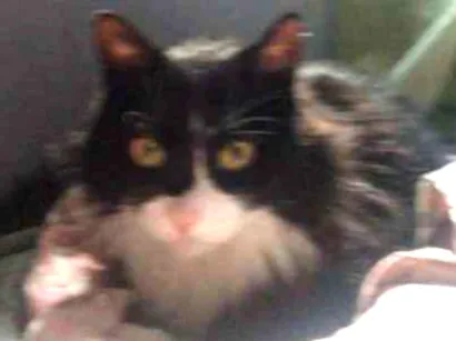 Gato raça SRD idade 6 ou mais anos nome Frajola