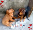Duque e Ray