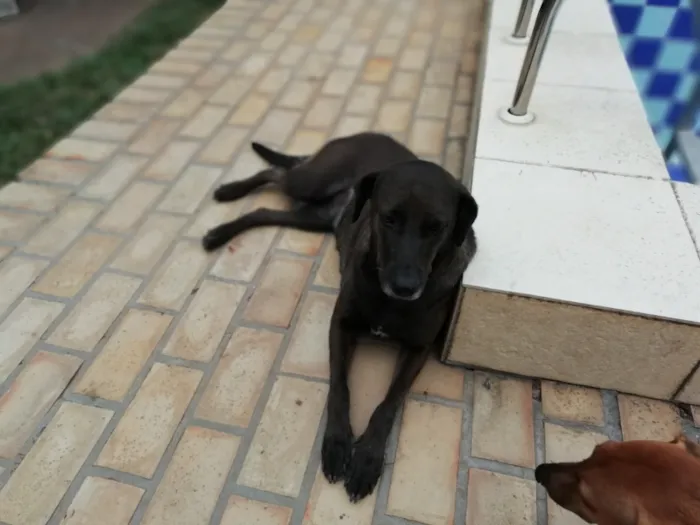 Cachorro ra a Sem raça definida idade 5 anos nome Luna