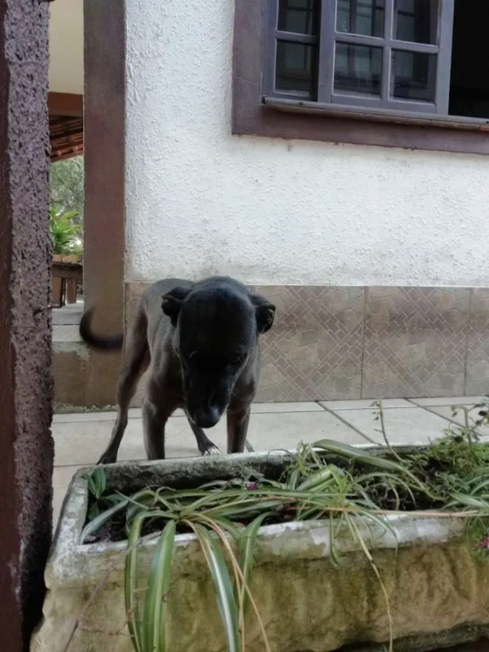 Cachorro ra a Sem raça definida idade 5 anos nome Sol