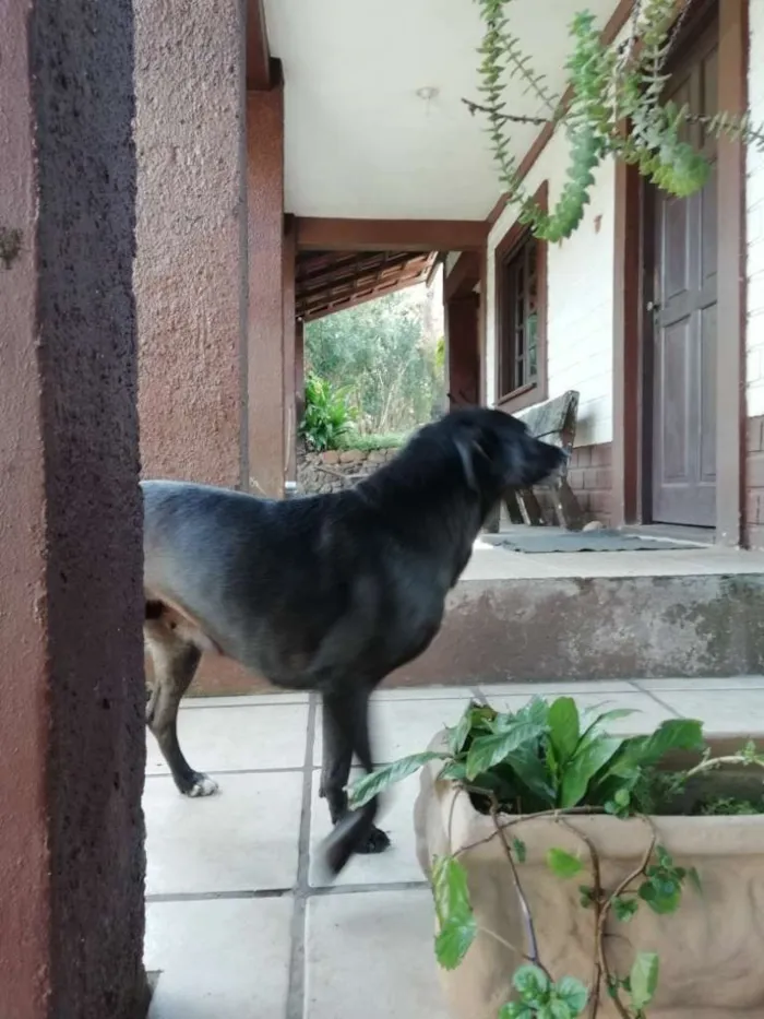 Cachorro ra a Sem raça definida idade 5 anos nome Sol