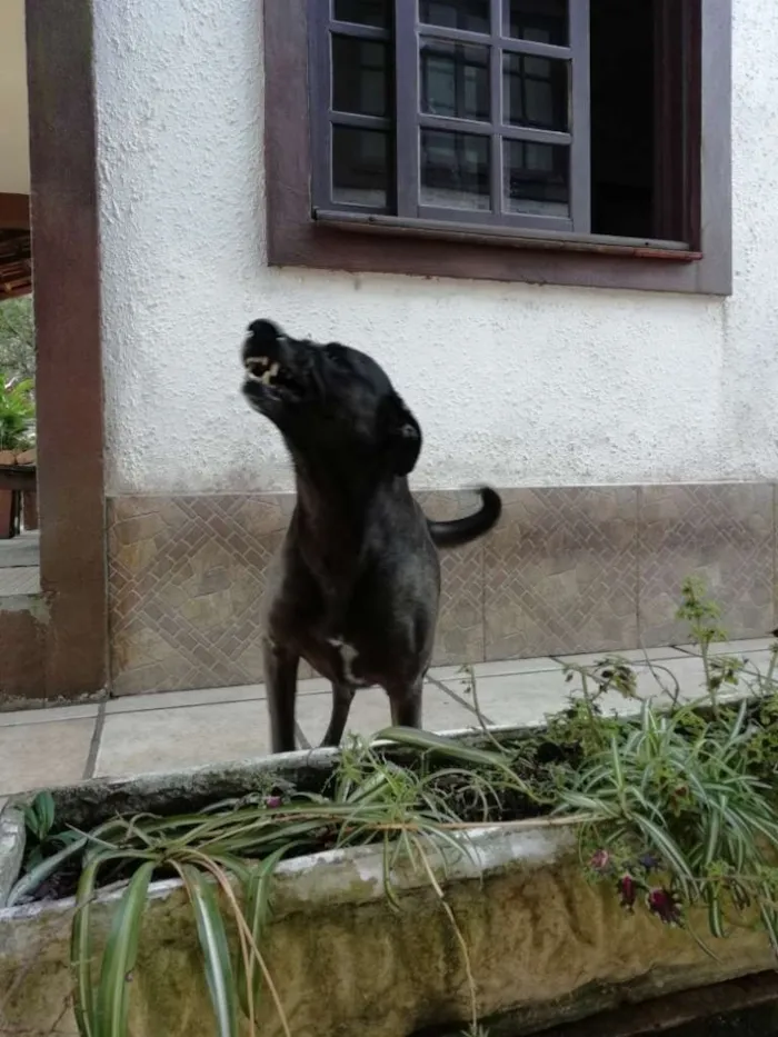 Cachorro ra a Sem raça definida idade 5 anos nome Sol