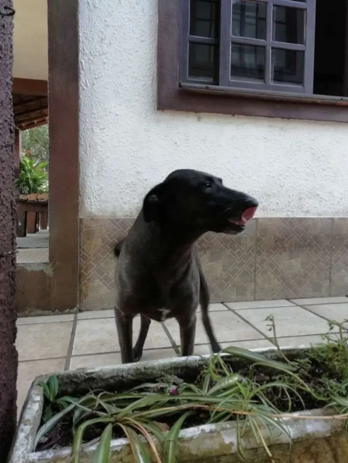 Cachorro ra a Sem raça definida idade 5 anos nome Sol