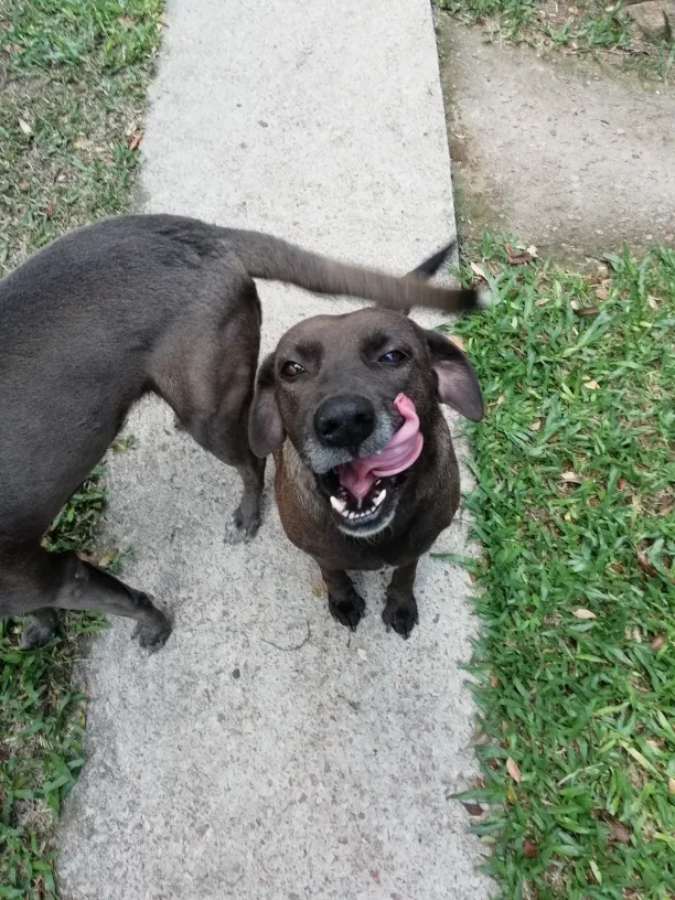 Cachorro ra a Sem raça definida idade 5 anos nome Luna