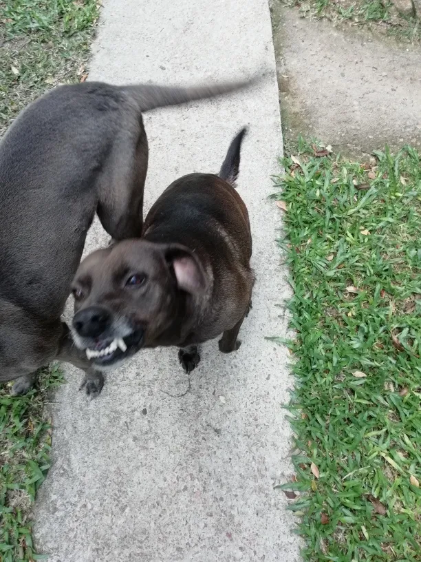 Cachorro ra a Sem raça definida idade 5 anos nome Luna