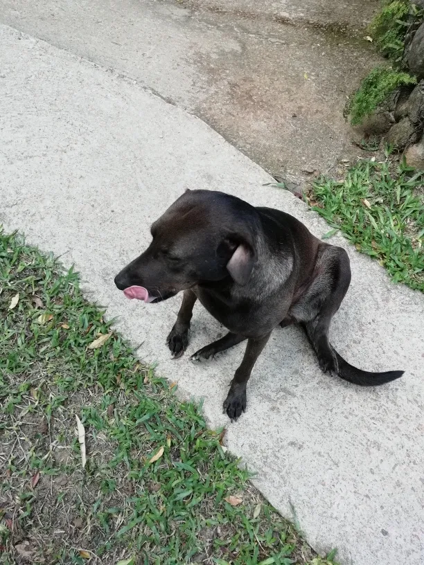 Cachorro ra a Sem raça definida idade 5 anos nome Luna