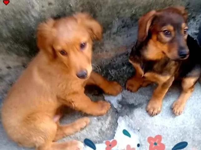 Cachorro ra a mix srd idade  nome Duque e Ray