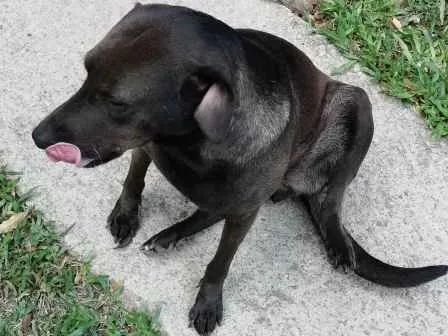 Cachorro ra a Sem raça definida idade 5 anos nome Luna