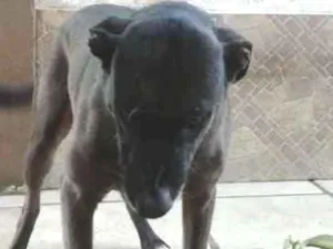 Cachorro raça Sem raça definida idade 5 anos nome Sol