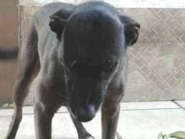 Cachorro ra a Sem raça definida idade 5 anos nome Sol