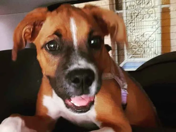 Cachorro ra a Box idade 7 a 11 meses nome Macarena