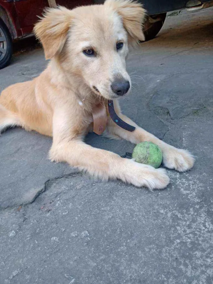 Cachorro ra a Labrador x golden idade 7 a 11 meses nome Pingo