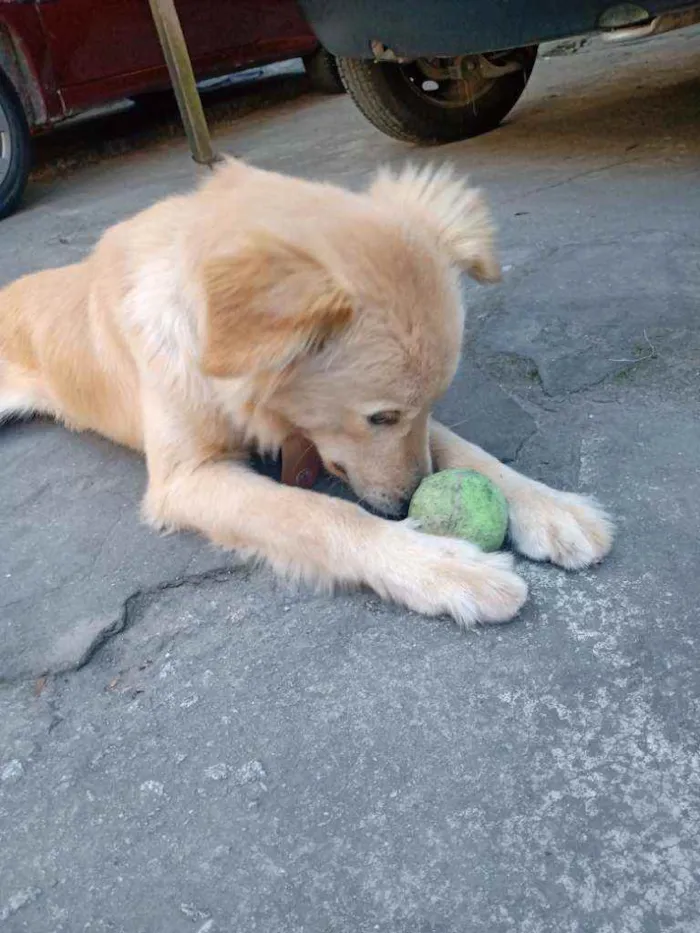 Cachorro ra a Labrador x golden idade 7 a 11 meses nome Pingo