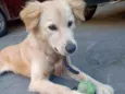 Pingo