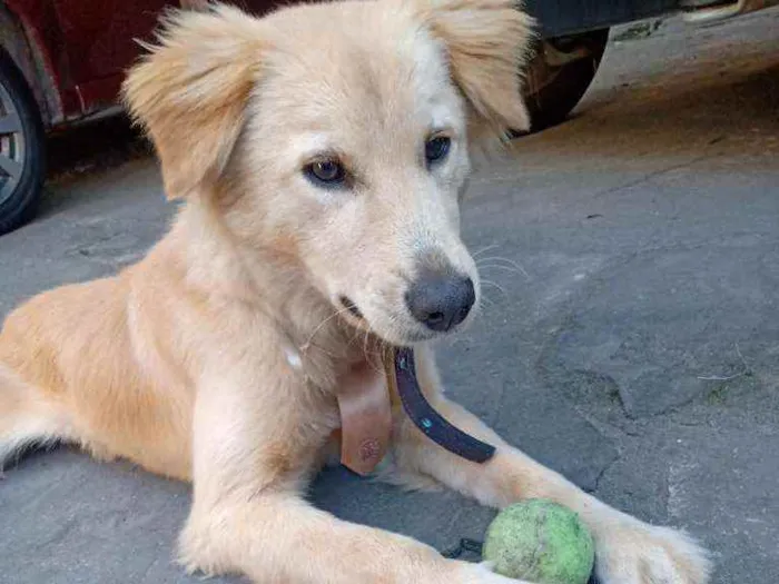 Cachorro ra a Labrador x golden idade 7 a 11 meses nome Pingo