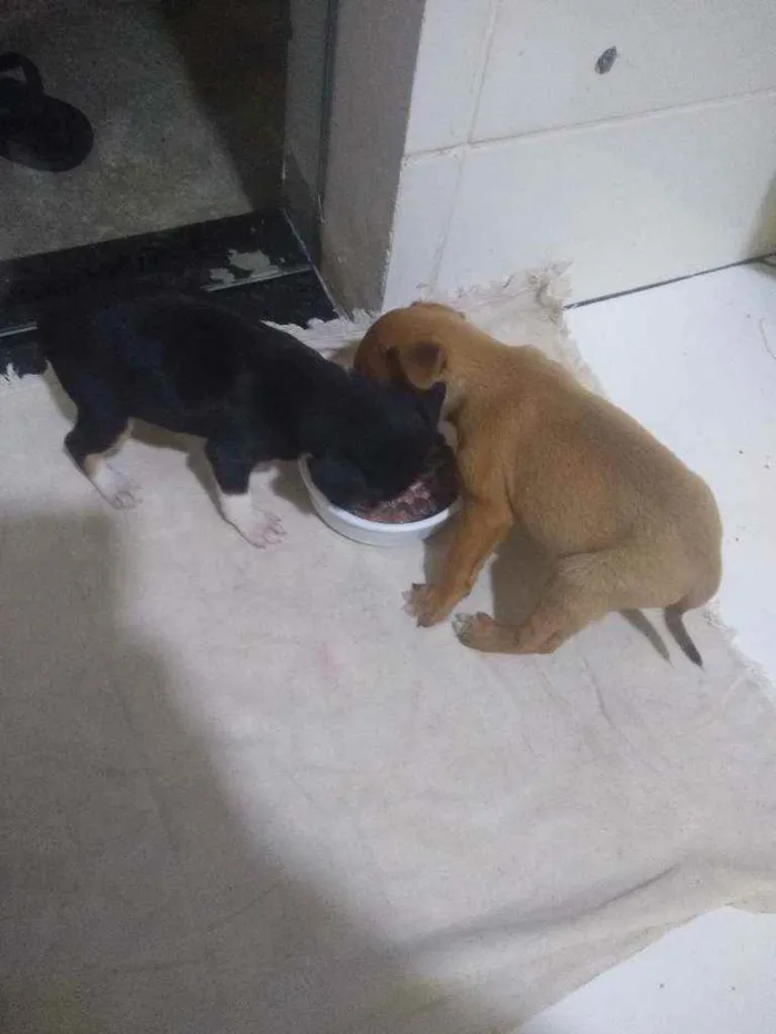 Cachorro raça Vira lata idade Abaixo de 2 meses nome Junior