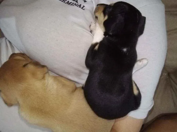 Cachorro raça Vira lata idade Abaixo de 2 meses nome Junior