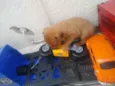 Junior