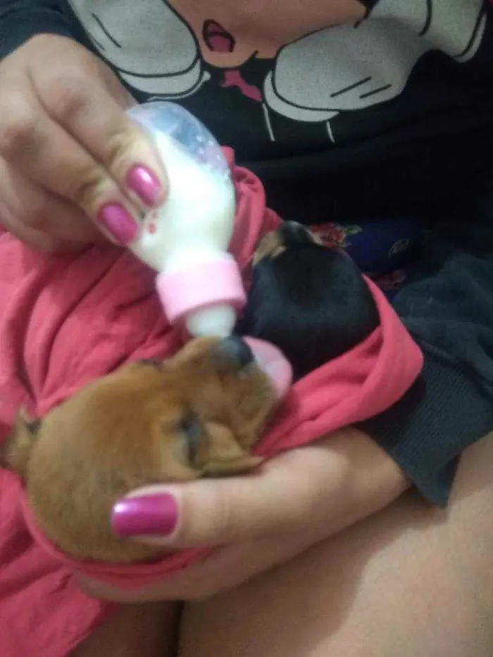 Cachorro raça Vira lata idade Abaixo de 2 meses nome Junior