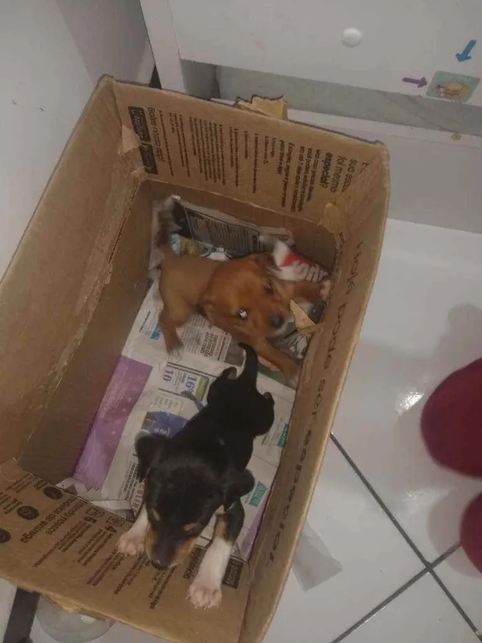 Cachorro raça Vira lata idade Abaixo de 2 meses nome Junior