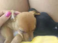 Junior